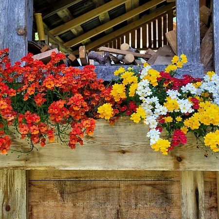 La Gerla Casa Vacanze Dolomiti Hotel Perarolo di Cadore Eksteriør billede