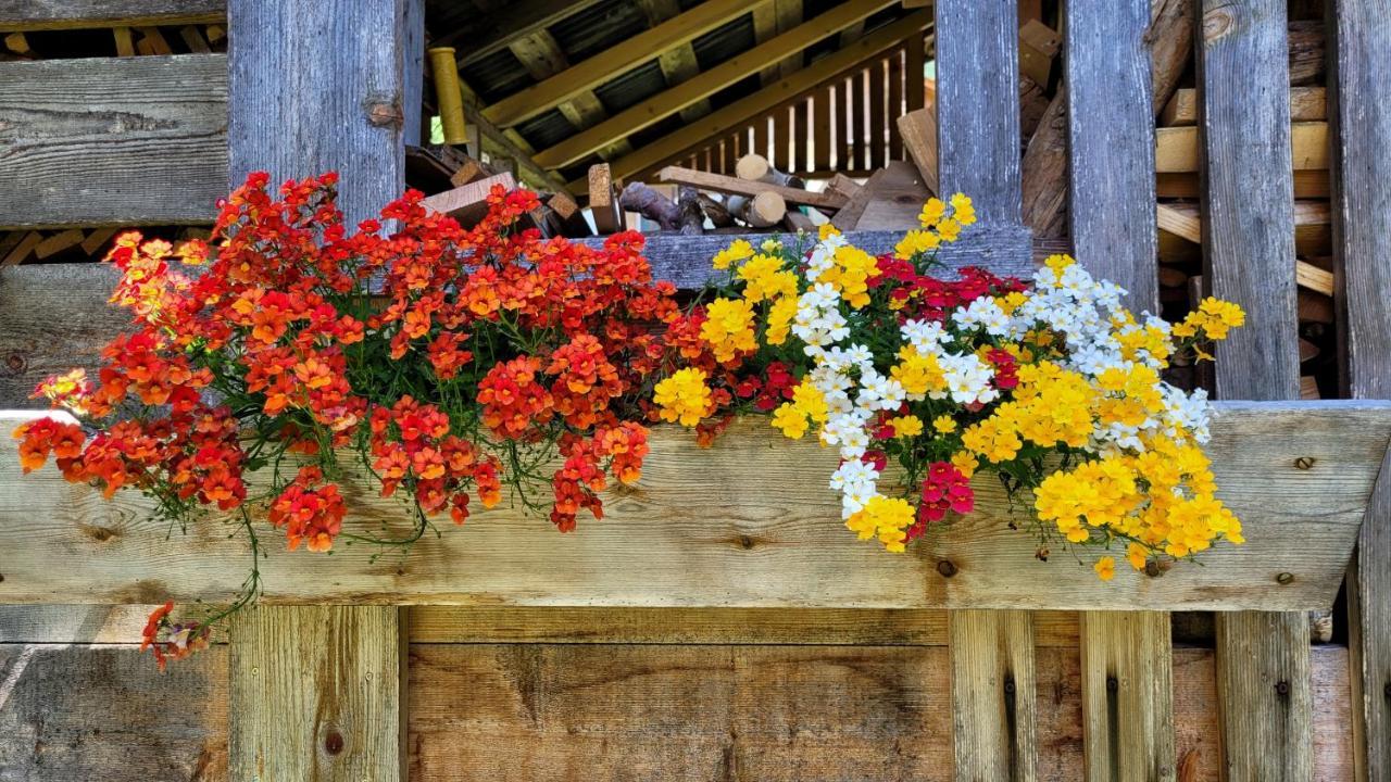 La Gerla Casa Vacanze Dolomiti Hotel Perarolo di Cadore Eksteriør billede